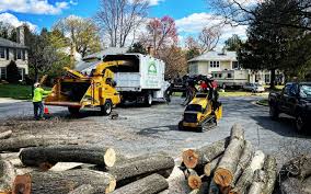 Reliable Encinitas, CA Tree Services Solutions